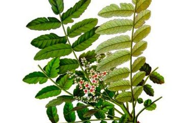 Босвелін: цілюща сила екстракту босвеллії Босвелін: цілюща сила екстракту босвеллії